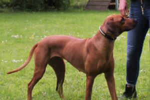 Umzinto Afrika Abuya (Isanusi Barmani Balou( Sohn von Elesha v. Rekkas holzhütte) x Nurisha v. Rekkas Holzhütte