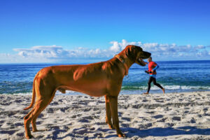 Okeyo auf SylT mit Jogger