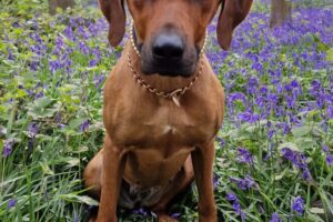 Jaimie Lee, 1,5 J. Hückelhoven, blaue Blumen