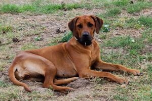 Rhodesian Ridgeback Hündin Umzinto Jaimie Lee