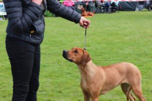 Umzinto Lulu Liberty steh' schön-Bester Jüngstenhund