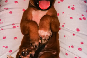 Ach, wie ich sie liebe. Ridgeback Baby auf meinem Nachthemd