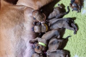 Lovely puppies Rhodesian Ridgeback Ridgeback