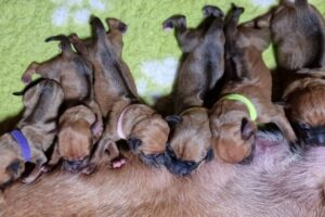 6 Welpen, Hündinnen Rhodesian Ridgeback Umzinto - just born