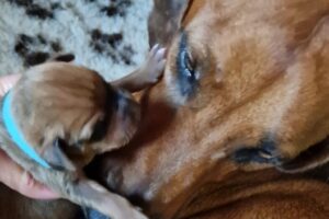 Rhodesian Ridgeback Mutterliebe