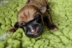 Rhodesian Ridgeback Welpe Umzinto VDH/FCI