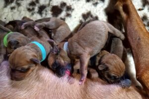 Umzinto Rhodesian Rigeback Welpen 6 Rüden - just born