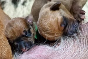 Rhodesian Ridgeback Baby Rüden Welpen M-Wurf Umzinto