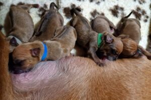 6 männliche Rhodesian Ridgeback Welpen VDH/FCI
