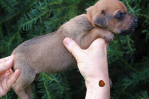 Prince Orange. Lovely Babyboy Rhodesian Ridgeback, 2 weeks.