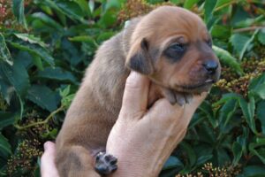 Rhodesian Ridgeback Welpe Mr. Türkis