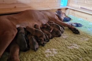 Rhodesian Ridgeback Mama Jaimie+ Welpen