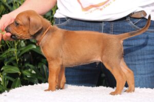 Welpe Orange-brown steht schön. 4w.alt