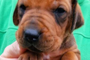 @ Rhodesian Ridgeback Welpe Ferdinand